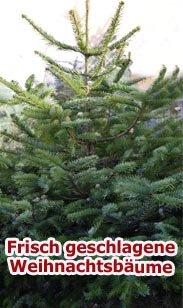 Weihnachtsbäume