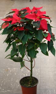 Weihnachtsstern Stämmchen