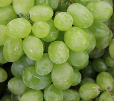 Weintrauben