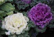 Zierkohl