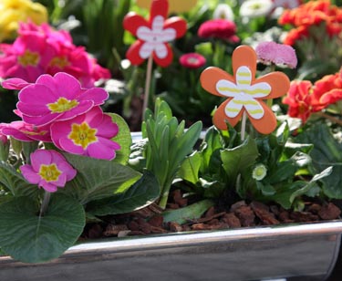 Zinkschale bepflanzt