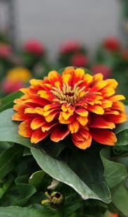 Zinnia