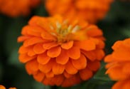 Zinnia