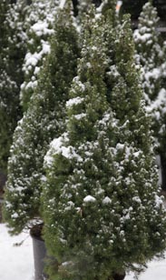 Zuckerhutfichte 150cm