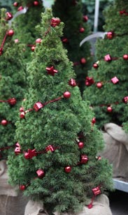 Zuckerhutfichte Deko