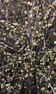 Frühlings-Dekoration