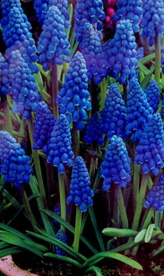 Zwiebel Blausternchen