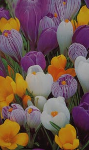 Großblütiger Krokus