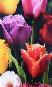 Zwiebeln: Tulpe gefranst