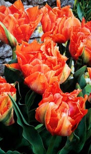 Zwiebeln: Tulpe gefüllt