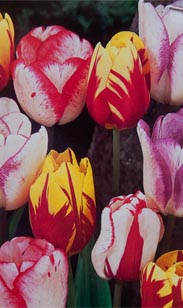 Großblütiger Krokus