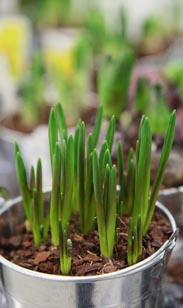 Zwiebelmix im Zinktopf